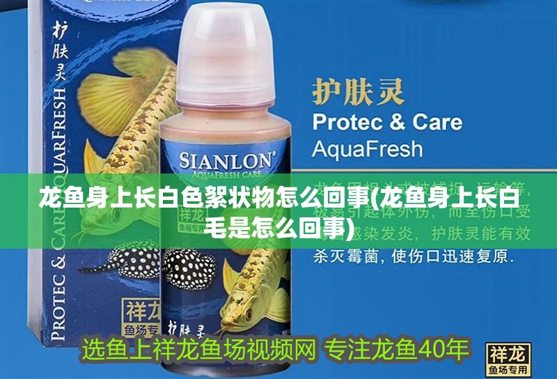 龍魚身上長白色絮狀物怎么回事(龍魚身上長白毛是怎么回事)