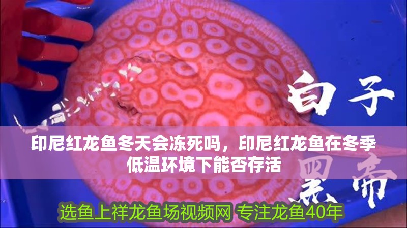 印尼紅龍魚冬天會凍死嗎，印尼紅龍魚在冬季低溫環境下能否存活