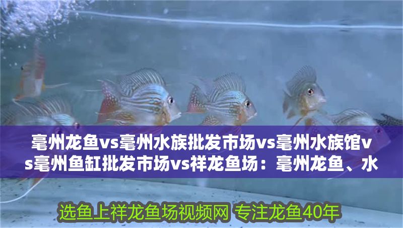 毫州龍魚vs毫州水族批發市場vs毫州水族館vs毫州魚缸批發市場vs祥龍魚場：毫州龍魚、水族批發市場以及祥龍魚場