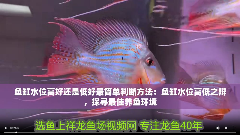 魚缸水位高好還是低好最簡(jiǎn)單判斷方法：魚缸水位高低之辯，探尋最佳養(yǎng)魚環(huán)境