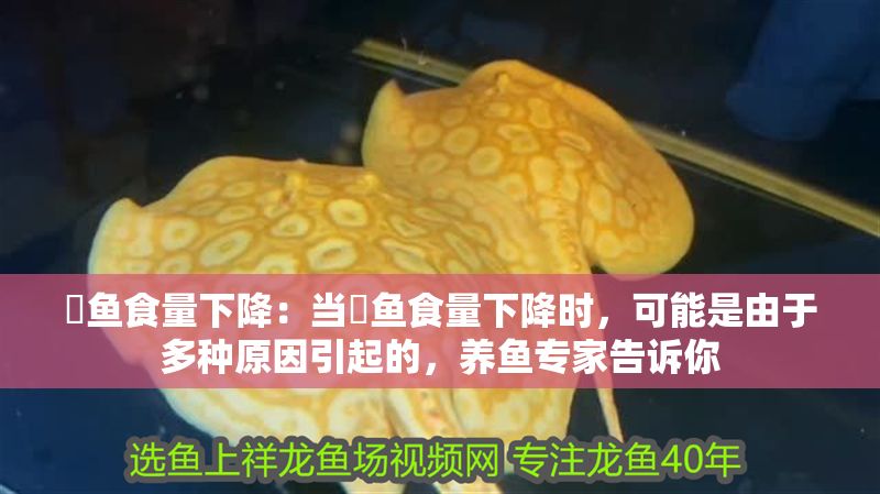 魟魚食量下降：當魟魚食量下降時，可能是由于多種原因引起的，養魚專家告訴你