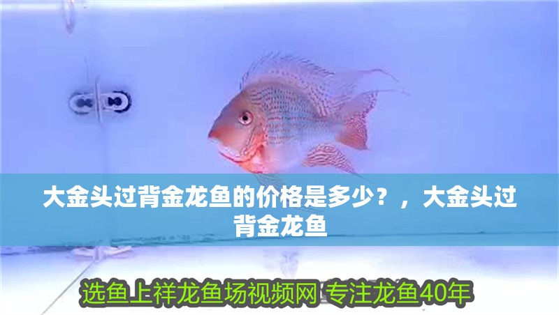 大金頭過(guò)背金龍魚的價(jià)格是多少？，大金頭過(guò)背金龍魚