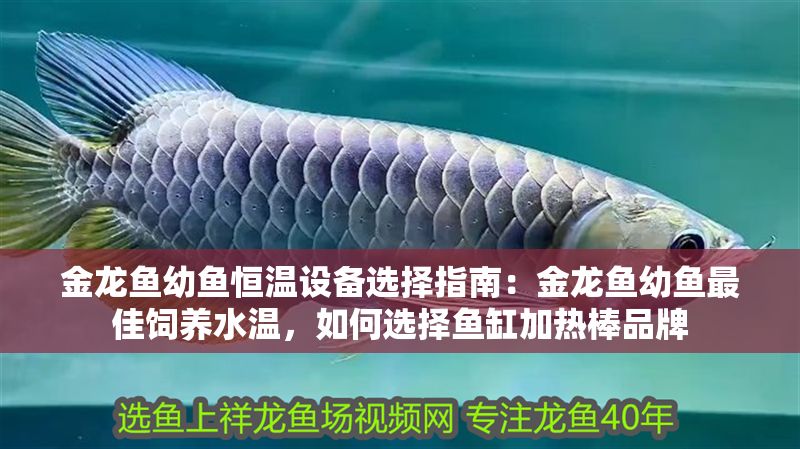 金龍魚幼魚恒溫設(shè)備選擇指南：金龍魚幼魚最佳飼養(yǎng)水溫，如何選擇魚缸加熱棒品牌