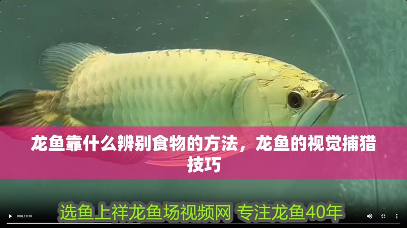 龍魚靠什么辨別食物的方法，龍魚的視覺捕獵技巧