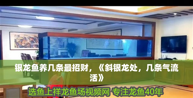 銀龍魚養幾條最招財，《斜銀龍處，幾條氣流活》