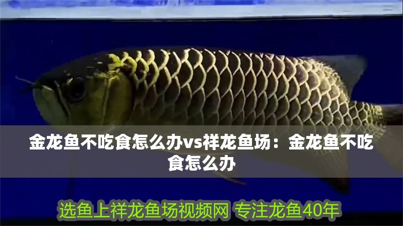 金龍魚不吃食怎么辦vs祥龍魚場：金龍魚不吃食怎么辦