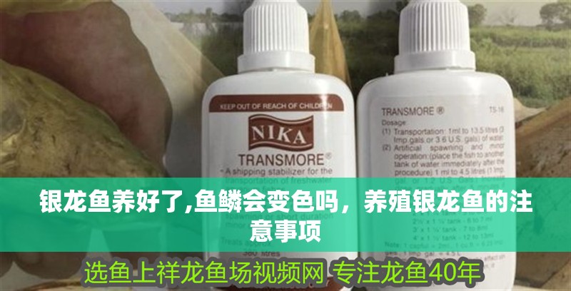 銀龍魚養好了,魚鱗會變色嗎，養殖銀龍魚的注意事項