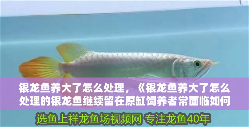 銀龍魚養大了怎么處理，《銀龍魚養大了怎么處理的銀龍魚繼續留在原缸飼養者常面臨如何處理的問題