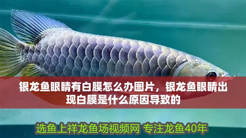 銀龍魚眼睛有白膜怎么辦圖片，銀龍魚眼睛出現白膜是什么原因導致的 銀龍魚眼睛有白膜怎么辦圖片，銀龍魚眼睛出現白膜是什么原因導致的 水族問答