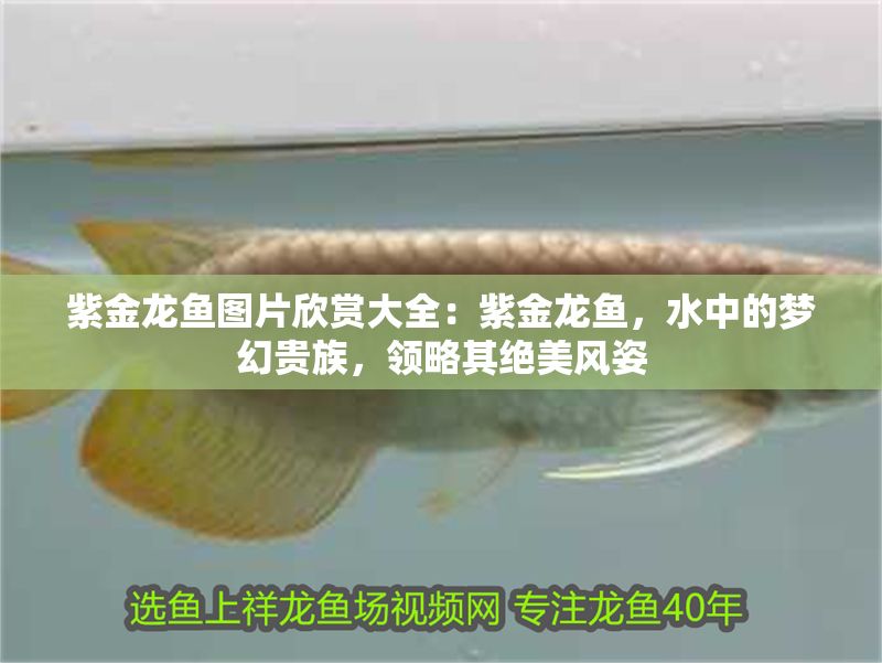 水族館特色服務提升客流