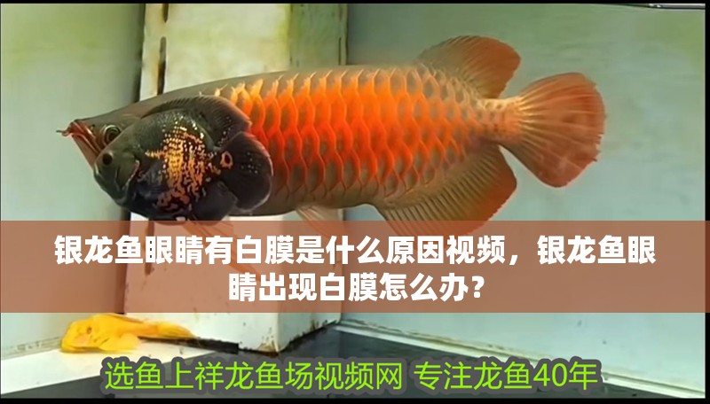 銀龍魚眼睛有白膜是什么原因視頻，銀龍魚眼睛出現(xiàn)白膜怎么辦？