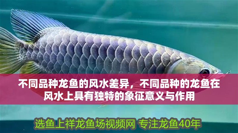 不同品種龍魚的風水差異，不同品種的龍魚在風水上具有獨特的象征意義與作用
