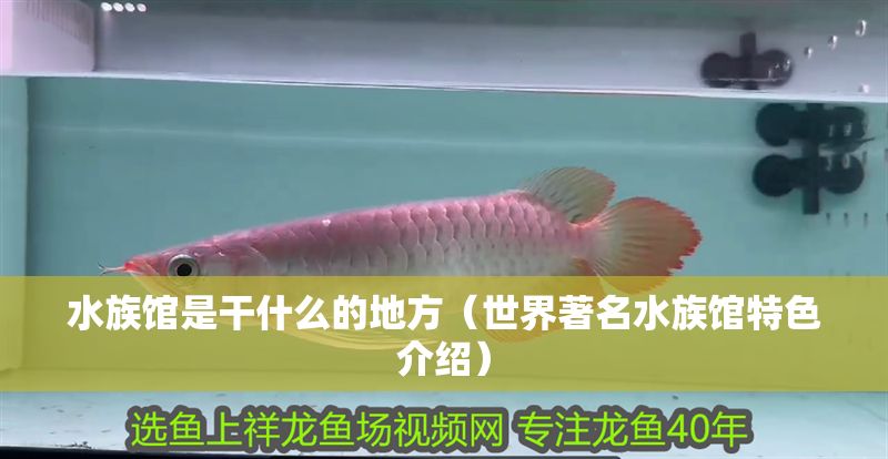 水族館是干什么的地方（世界著名水族館特色介紹）