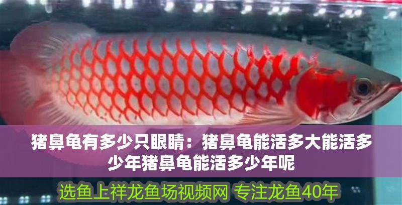 豬鼻龜有多少只眼睛：豬鼻龜能活多大能活多少年豬鼻龜能活多少年呢
