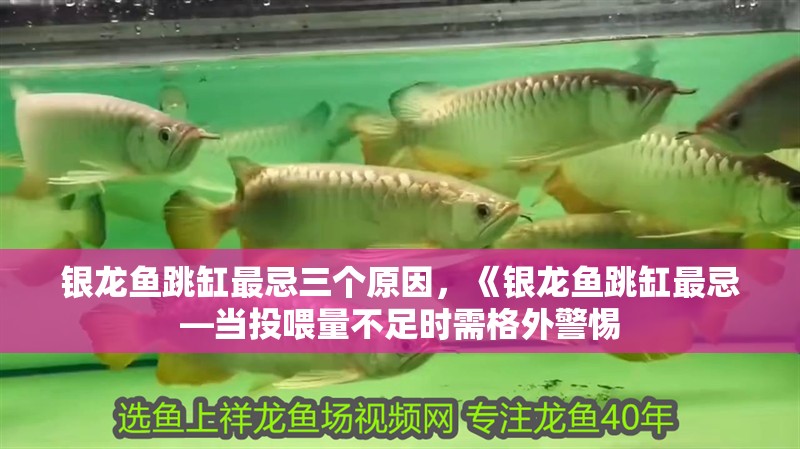 銀龍魚跳缸最忌三個(gè)原因，《銀龍魚跳缸最忌—當(dāng)投喂量不足時(shí)需格外警惕