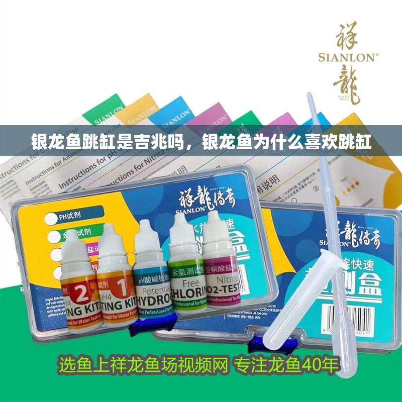 銀龍魚跳缸是吉兆嗎，銀龍魚為什么喜歡跳缸