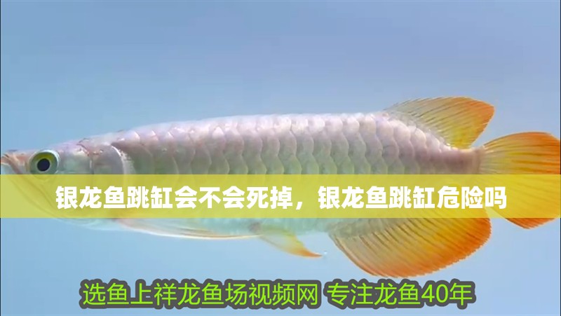 銀龍魚跳缸會不會死掉，銀龍魚跳缸危險嗎
