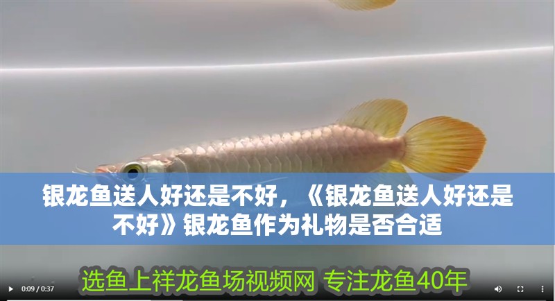 銀龍魚送人好還是不好，《銀龍魚送人好還是不好》銀龍魚作為禮物是否合適