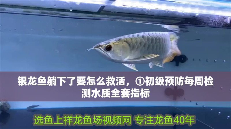銀龍魚躺下了要怎么救活，①初級預防每周檢測水質全套指標