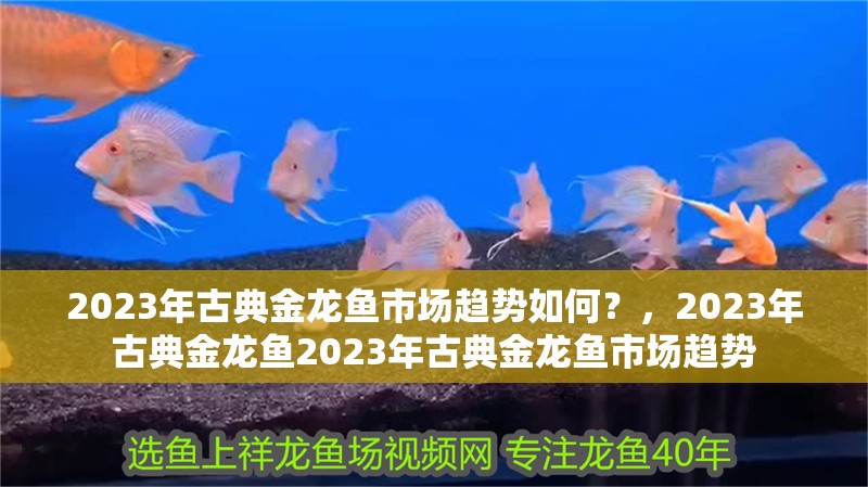 2023年古典金龍魚市場趨勢如何？，2023年古典金龍魚2023年古典金龍魚市場趨勢