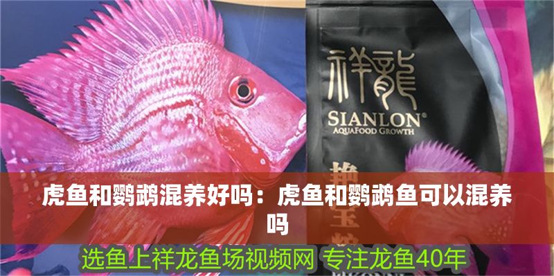 虎魚和鸚鵡混養好嗎：虎魚和鸚鵡魚可以混養嗎