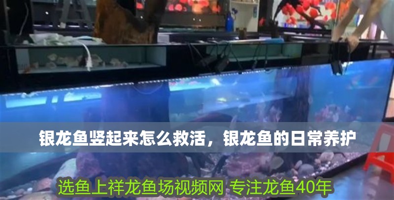銀龍魚豎起來怎么救活，銀龍魚的日常養護