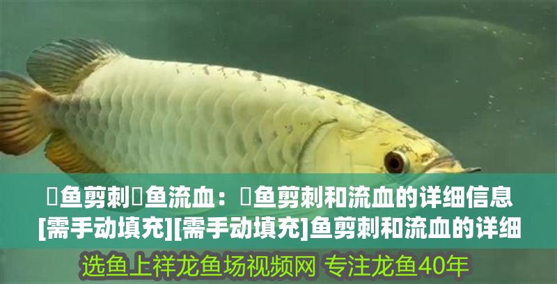 魟魚剪刺魟魚流血：魟魚剪刺和流血的詳細信息[需手動填充][需手動填充]魚剪刺和流血的詳細信息