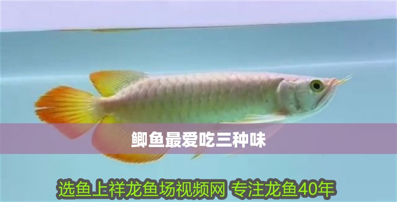 鯽魚最愛吃三種味