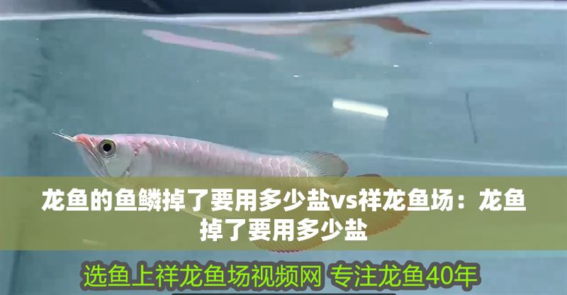 龍魚的魚鱗掉了要用多少鹽vs祥龍魚場：龍魚掉了要用多少鹽