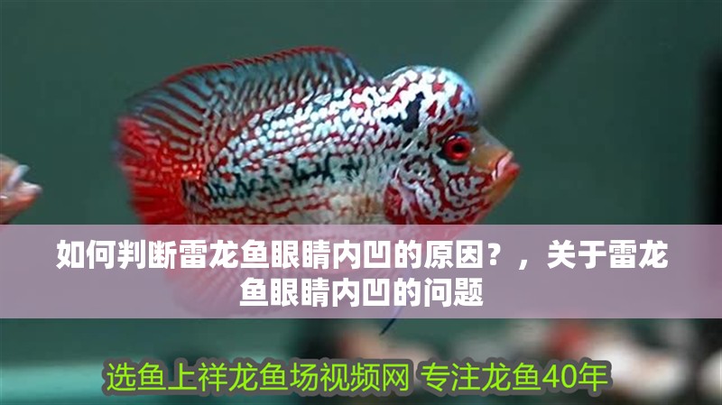 如何判斷雷龍魚眼睛內凹的原因？，關于雷龍魚眼睛內凹的問題 如何判斷雷龍魚眼睛內凹的原因？，關于雷龍魚眼睛內凹的問題 龍魚論壇
