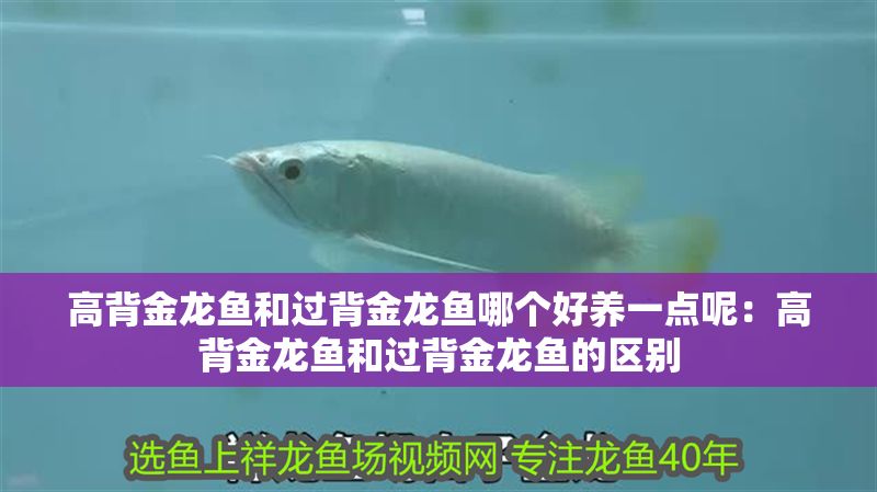 高背金龍魚和過背金龍魚哪個好養(yǎng)一點呢：高背金龍魚和過背金龍魚的區(qū)別