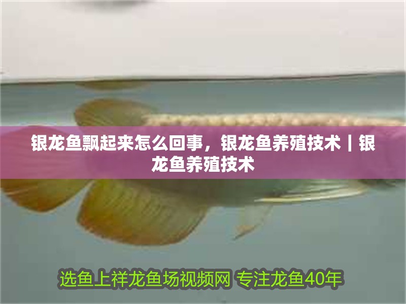 銀龍魚飄起來(lái)怎么回事，銀龍魚養(yǎng)殖技術(shù)｜銀龍魚養(yǎng)殖技術(shù)