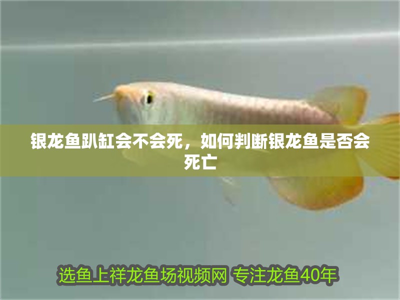 銀龍魚趴缸會不會死，如何判斷銀龍魚是否會死亡