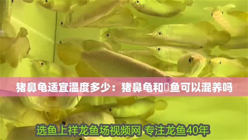 豬鼻龜適宜溫度多少：豬鼻龜和魟魚可以混養(yǎng)嗎