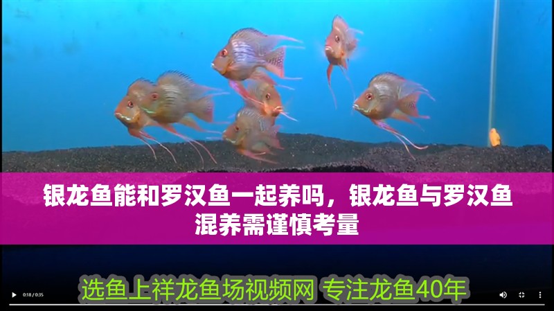 銀龍魚能和羅漢魚一起養嗎，銀龍魚與羅漢魚混養需謹慎考量