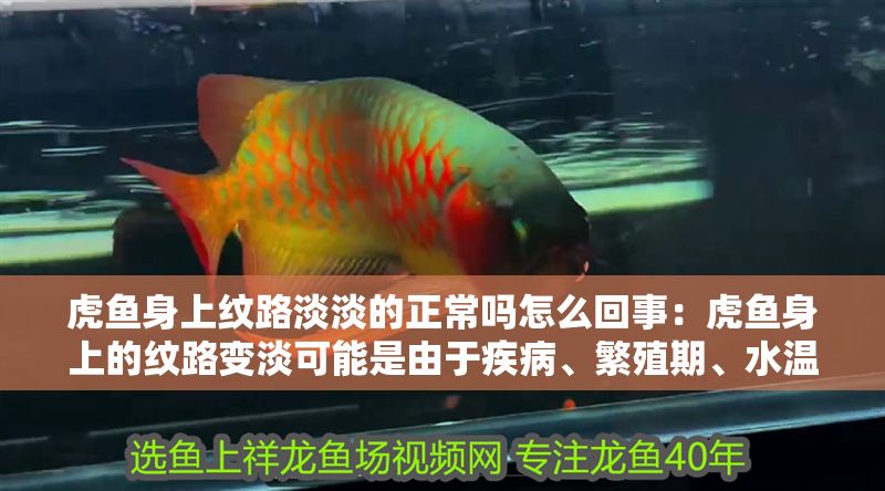 虎魚身上紋路淡淡的正常嗎怎么回事：虎魚身上的紋路變淡可能是由于疾病、繁殖期、水溫過低