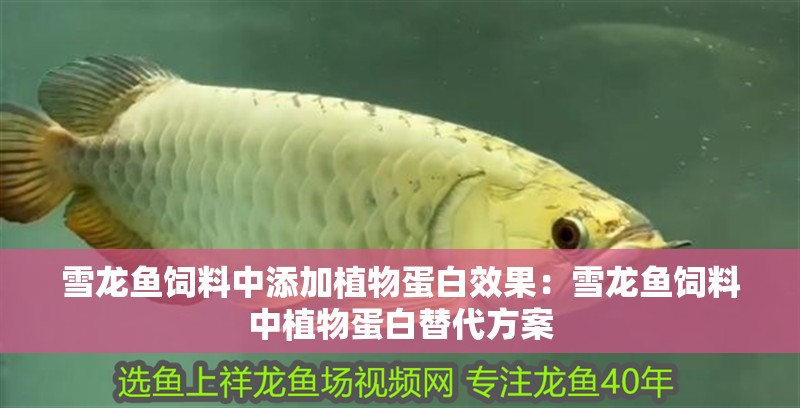 雪龍魚飼料中添加植物蛋白效果：雪龍魚飼料中植物蛋白替代方案