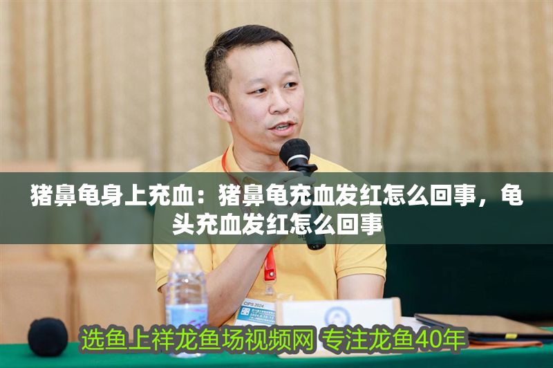 豬鼻龜身上充血：豬鼻龜充血發紅怎么回事，龜頭充血發紅怎么回事