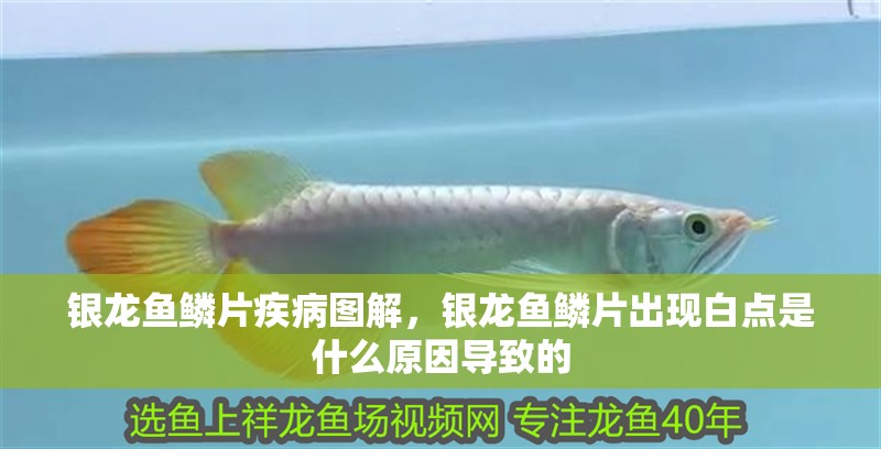 銀龍魚鱗片疾病圖解，銀龍魚鱗片出現白點是什么原因導致的