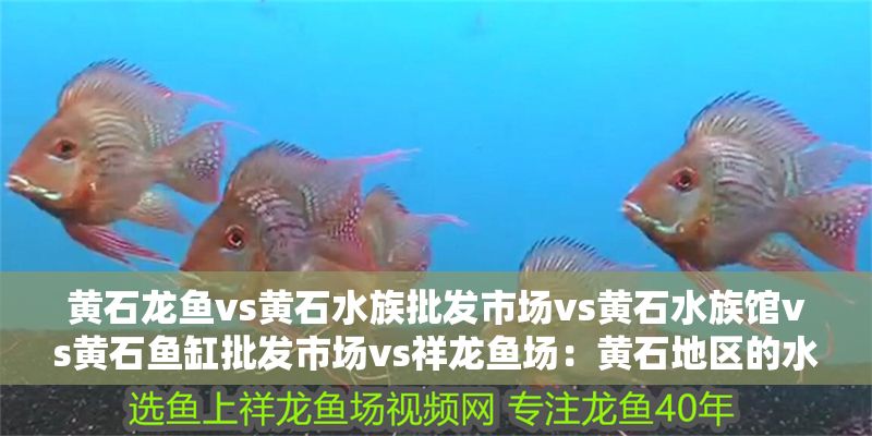 黃石龍魚vs黃石水族批發市場vs黃石水族館vs黃石魚缸批發市場vs祥龍魚場：黃石地區的水族文化與經濟發展