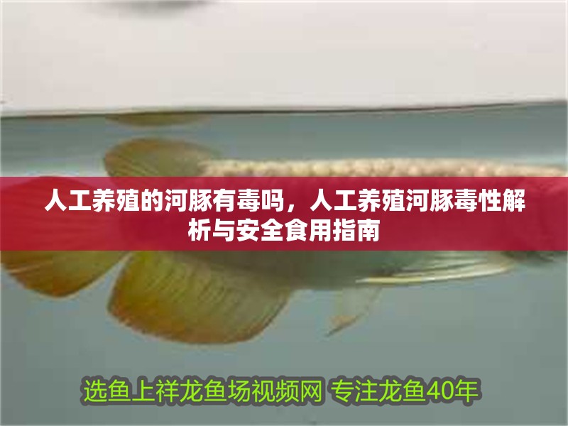 人工養殖的河豚有毒嗎，人工養殖河豚毒性解析與安全食用指南