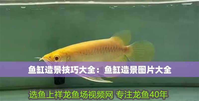 魚缸造景技巧大全：魚缸造景圖片大全
