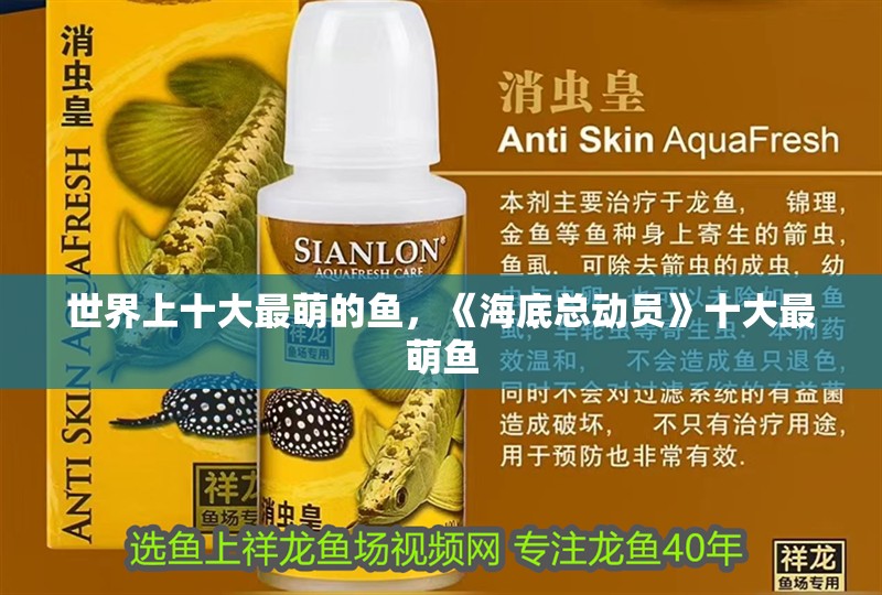 世界上十大最萌的魚，《海底總動(dòng)員》十大最萌魚