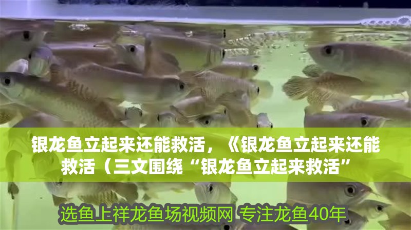 銀龍魚立起來還能救活，《銀龍魚立起來還能救活（三文圍繞“銀龍魚立起來救活”