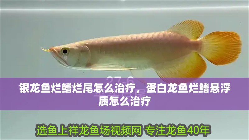 銀龍魚爛鰭爛尾怎么治療，蛋白龍魚爛鰭懸浮質怎么治療