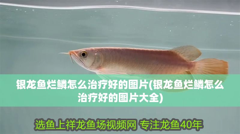 銀龍魚爛鱗怎么治療好的圖片(銀龍魚爛鱗怎么治療好的圖片大全)