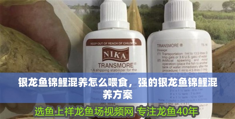 銀龍魚錦鯉混養怎么喂食，強的銀龍魚錦鯉混養方案