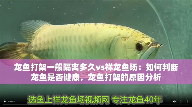 龍魚打架一般隔離多久vs祥龍魚場:如何判斷龍魚是否健康,龍魚打架的原因分析 vs祥龍魚場 第1張 龍魚打架一般隔離多久vs祥龍魚場:如何判斷龍魚是否健康,龍魚打架的原因分析 龍魚打架一般隔離多久vs祥龍魚場:如何判斷龍魚是否健康,龍魚打架的原因分析 vs祥龍魚場 第1張