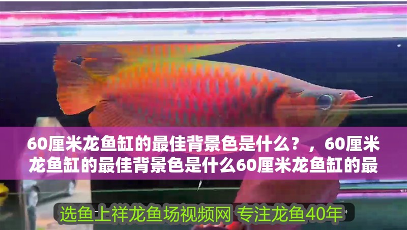 60厘米龍魚缸的最佳背景色是什么？，60厘米龍魚缸的最佳背景色是什么60厘米龍魚缸的最佳背景色是什么
