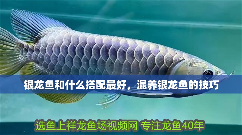 銀龍魚和什么搭配最好，混養銀龍魚的技巧